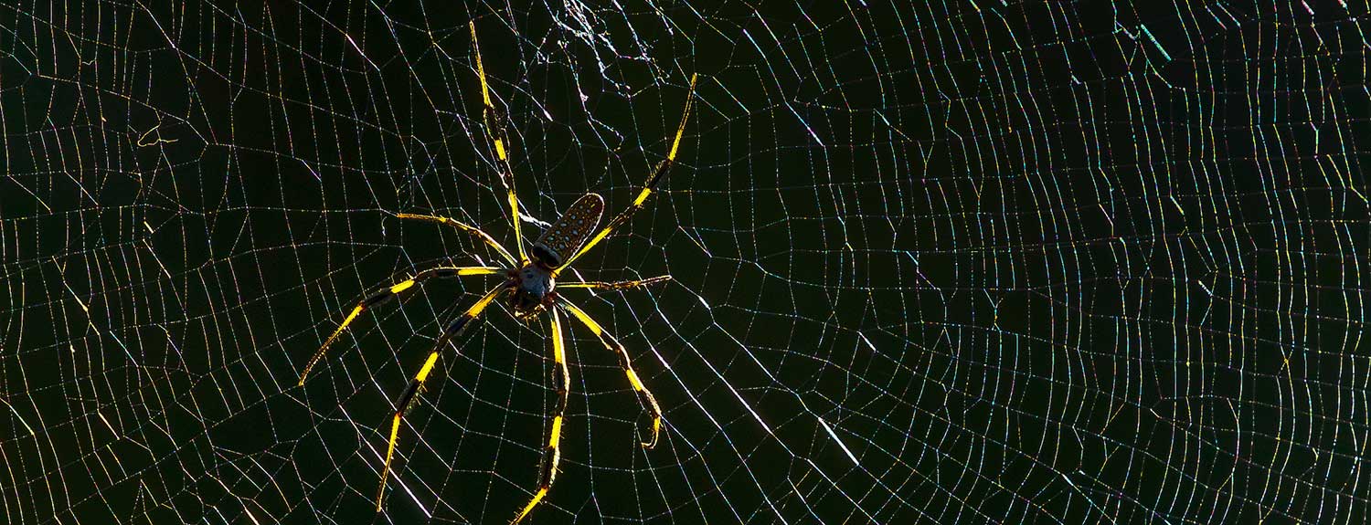 Camp Spiders and Other Arachnids Nature Discovery Center