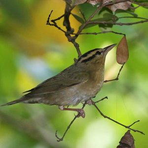 Russ Pitman Park – Our Nature Park – Nature Discovery Center