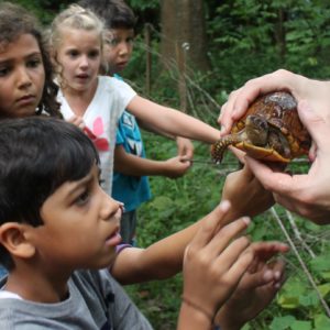 kids with box turtle