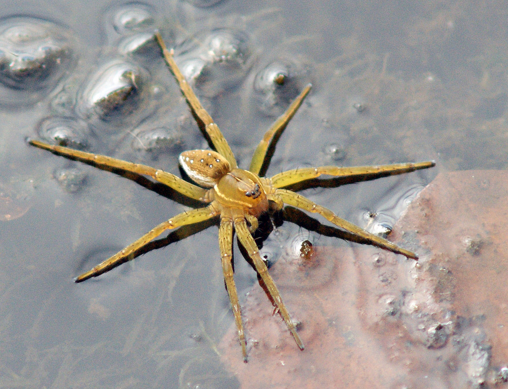 Wildlife Wednesday: Spiders of the NDC – Nature Discovery Center