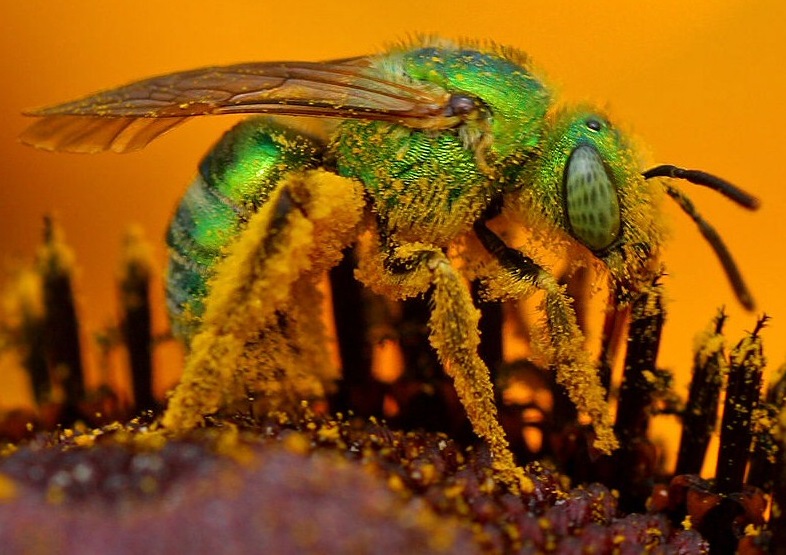 Wildlife Wednesday Native Bees of Houston Nature Discovery Center