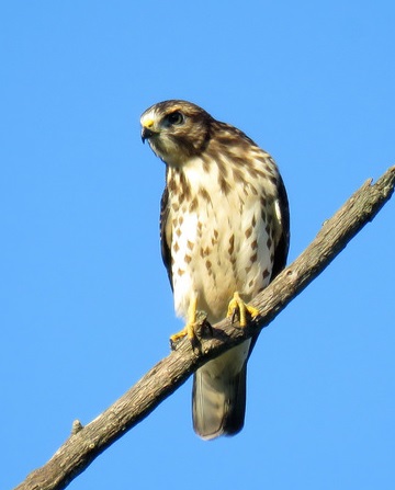 Wildlife Wednesday: Fall Bird Migration – Nature Discovery Center