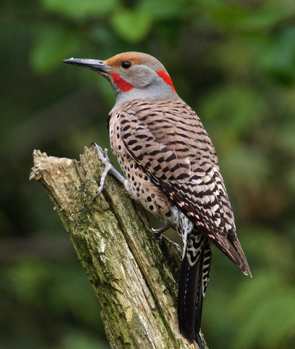 Wildlife Wednesday: Fall Bird Migration – Nature Discovery Center