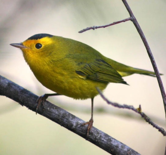 Wildlife Wednesday: Fall Bird Migration – Nature Discovery Center