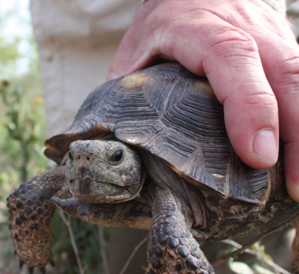 Wildlife Wednesday: Turtles Around Houston – Nature Discovery Center