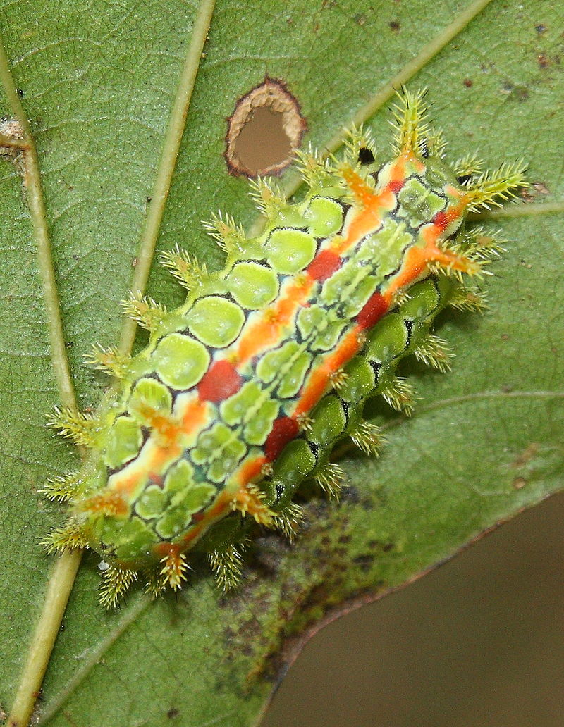 Wildlife Wednesday Stinging Caterpillars of Autumn Nature Discovery