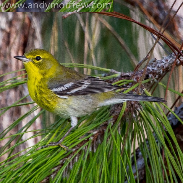 Wildlife Wednesday: Winter Birds at Russ Pitman Park – Nature Discovery ...