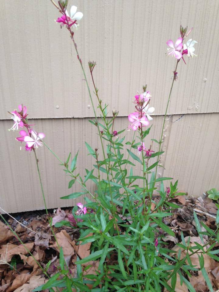 Gardening with Native Canadian Wildflowers - Featured Image