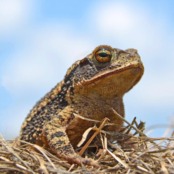 Frogs in Your Backyard Nature Discovery Center