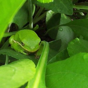 Green Tree Frog - Debra Walker - RPP 3.16.16 (002)