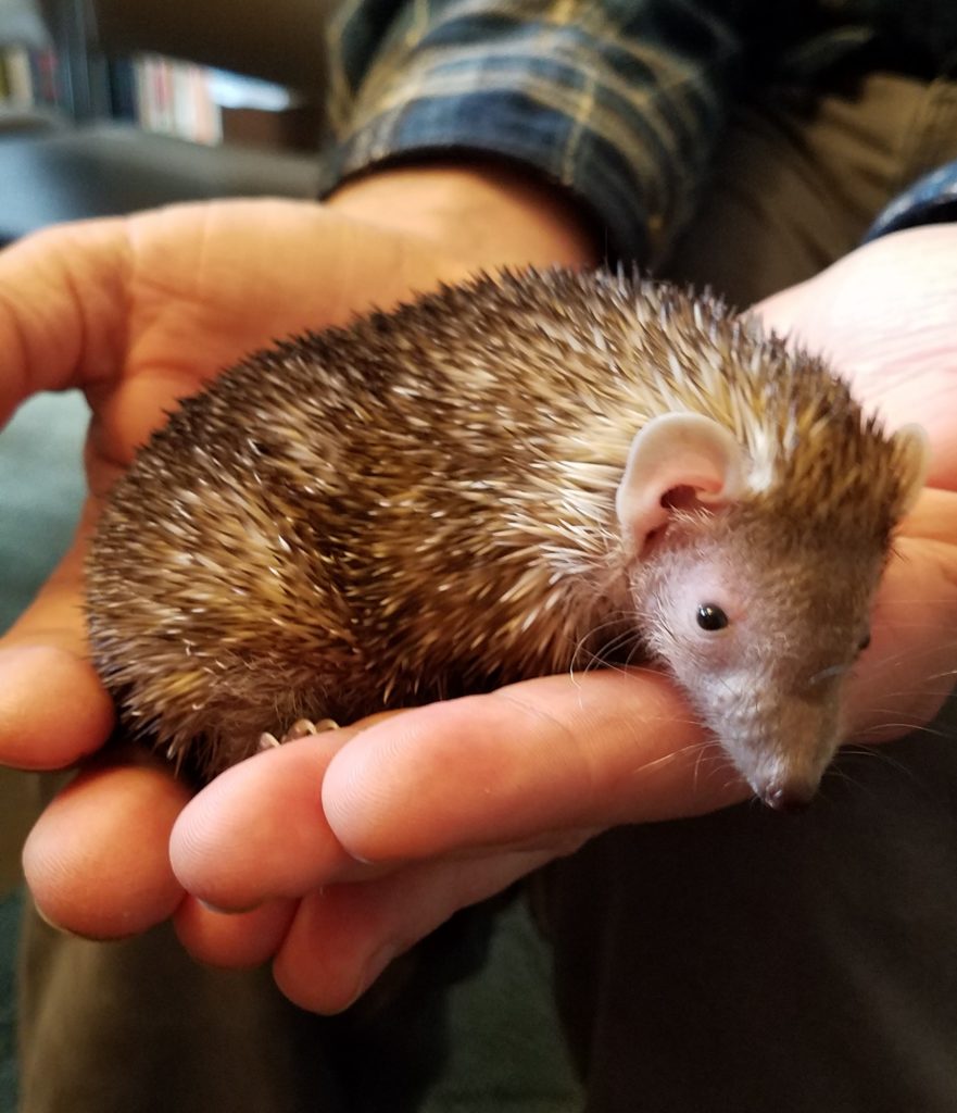 Our new male Lesser Hedgehog Tenrec at the nature Discovery Center.
