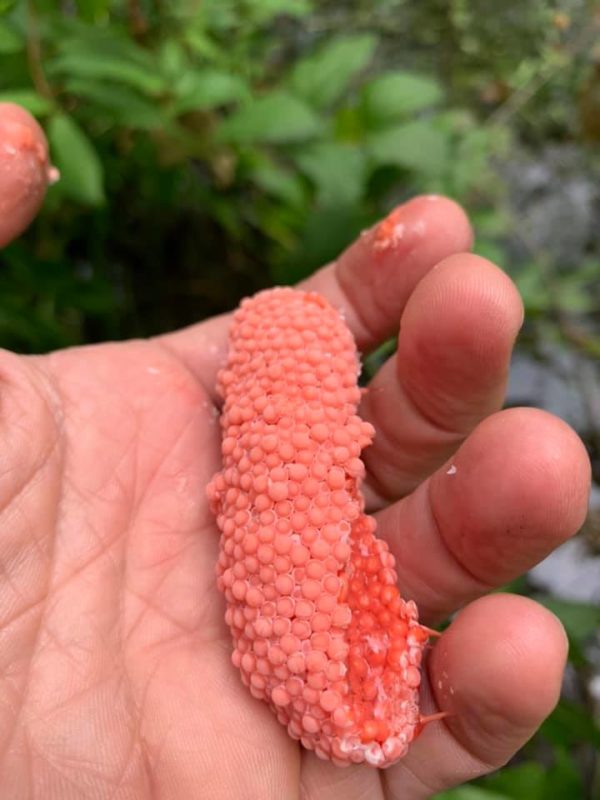 SNAIL INVASION! Nature Discovery Center