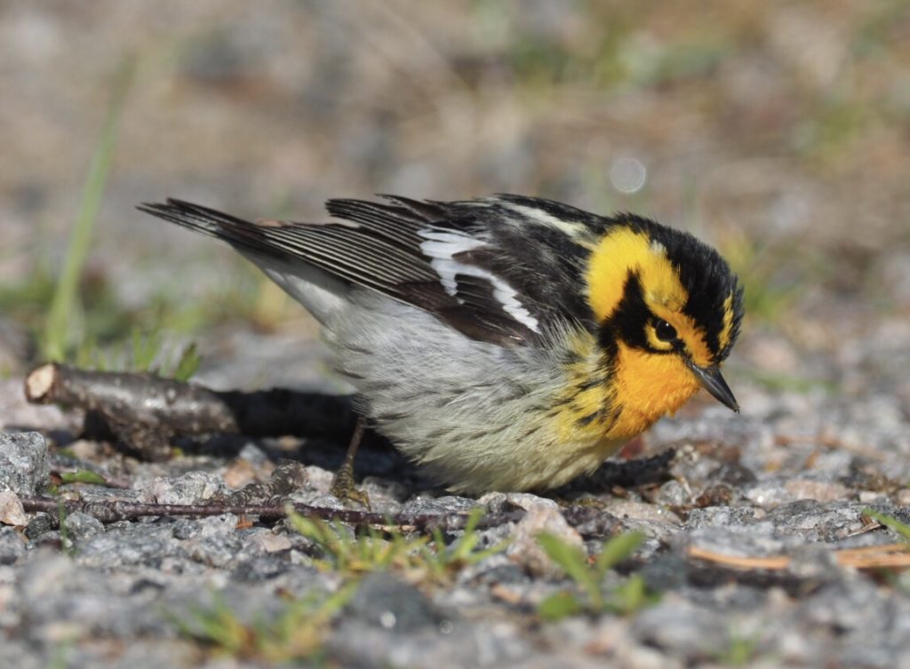 Bolivar Flats, High Island, and Anahuac Birding Trip Nature Discovery