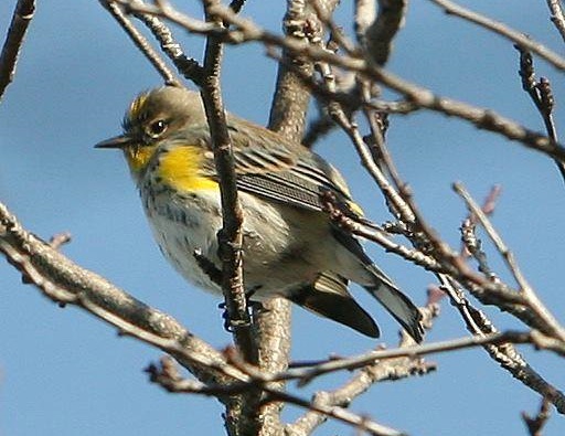 Juvenile Blond Non-Professional Throated Out 1