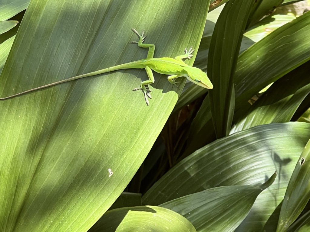 Uncategorized – Nature Discovery Center