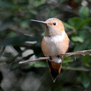 Rufous Hummer1 (m) 2.11 by Terrell Sword