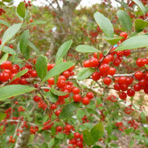Llex vomitoria- Fruit