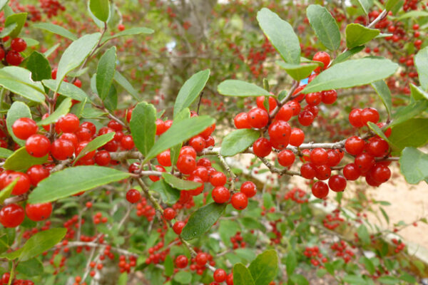 Llex vomitoria- Fruit