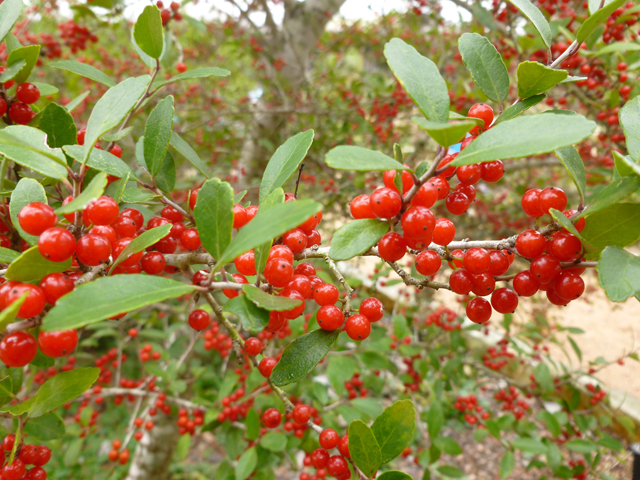 Llex vomitoria- Fruit